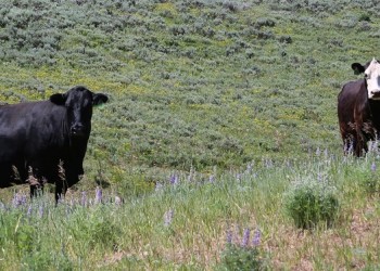 Two Cows