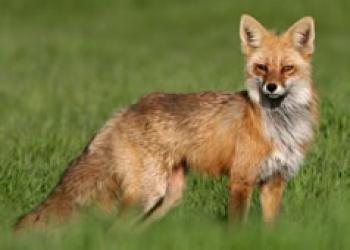 Red Fox