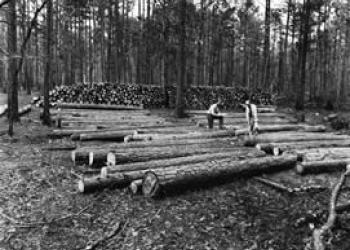 SCpileoflogs