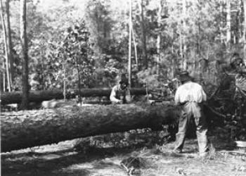 buckingtreeintologs