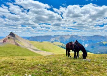 Hero Image - Horse
