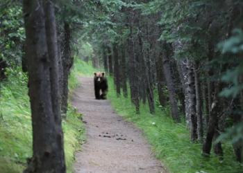 Bear on a Trail