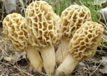 Morel Mushrooms
