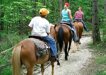 Horses on Trail