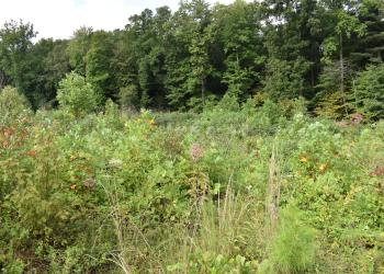 New Growth/Carbon Sink