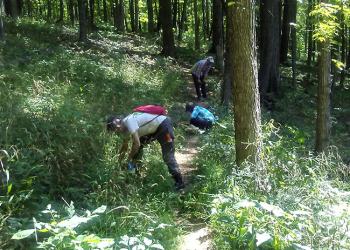 Volunteers Pulling Japanese Knotweed
