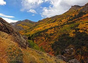 Lamoille Canyon fall colors-500x333px-CARD