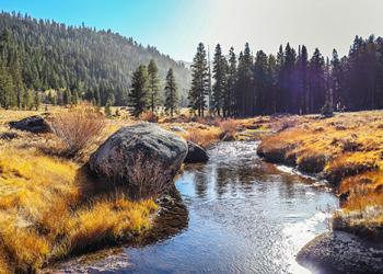 Stream running though forest-SKC-RVH-500x333px-CARD