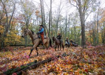 Horse Riding