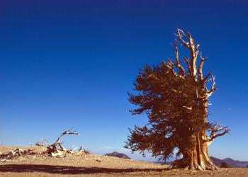 Bristlecone pine tree, sky