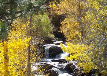 creek, rocks, fall colors, trees