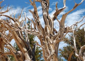Bristlecone Pine at Patriarch Grove