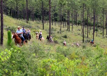 Hero photo for Kisatchie National Forest