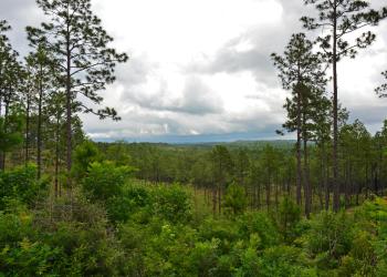 Kisatchie Longleaf Vista