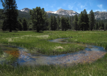 Cold Creek Meadow
