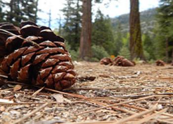 Pine Cone