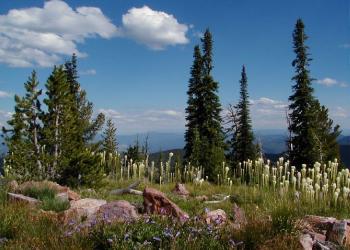 Mineral Peak LO