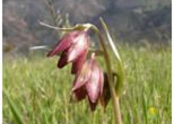 Chocolate Lily
