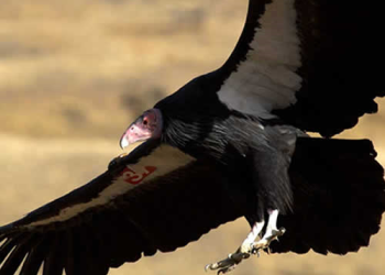 Condor Bitter Creek Wildlife Refuge
