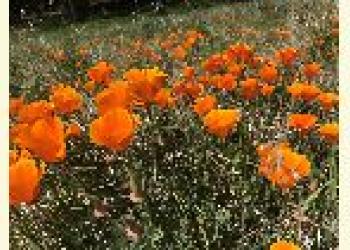 Field of Poppies