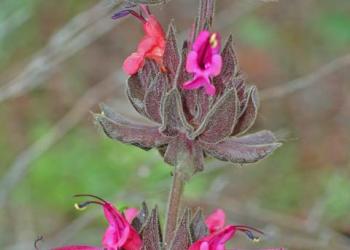 Humming Bird Sage