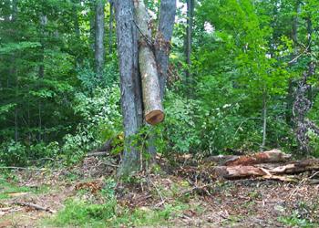 Outdoor Safety: Natural Hazards - Hazard Trees