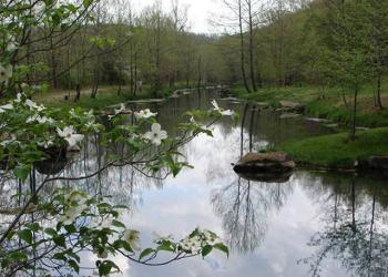 Stone Mill Creek Spring view
