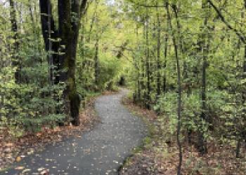 Shady walking path at Chico Seed Orchard