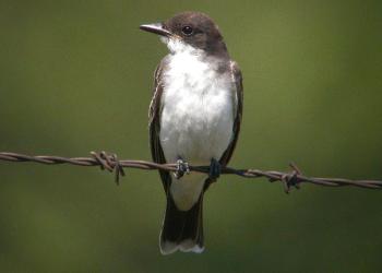 Eastern Kingbird (Tyrannus tyrannus)