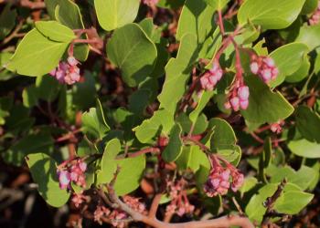 Manzanita