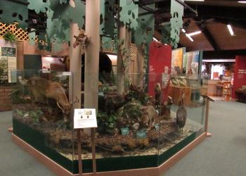 Cranberry Mountain Nature Center Header