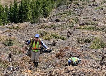 Green Forests Work contractors plant native trees on the Mower Tract
