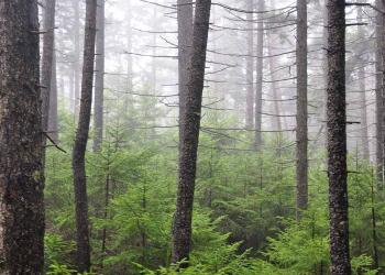 Red Spruce Forest Header