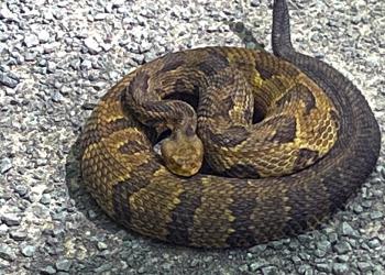 timber rattlesnake