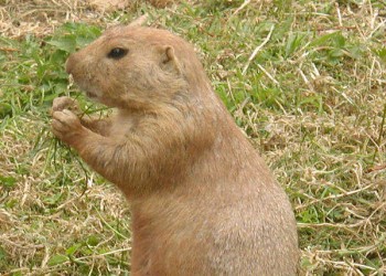 A single prairie dog