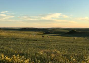 Four antelope travel across the prairie at dusk.