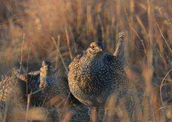 Close up view of two sharptailed grouse, both crouched in grass looking toward the camera.