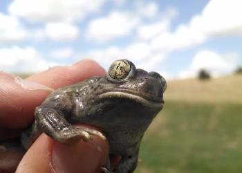 BRD Spadefoot Toad