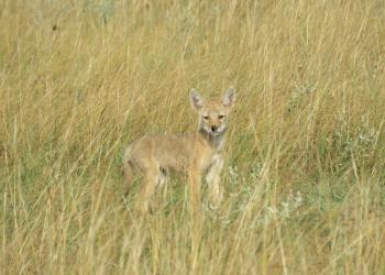 Coyote pup at Fort Pierre National Grassland.