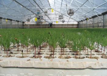 Rows of seedlings in a large greenhouse.