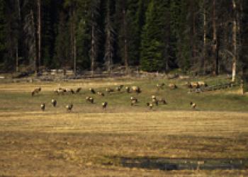 Elk herd in meadow 