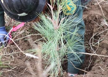 a forest service employee planting a seedling