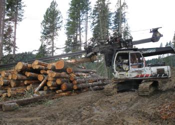 timber harvest with heavy machinery