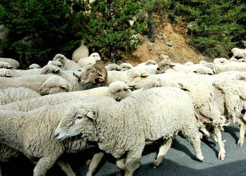 Sheep