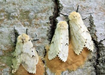 Invasive Spongy Moth