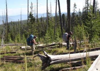 Two people backpack through a stand of dead trees with mountains in the background
