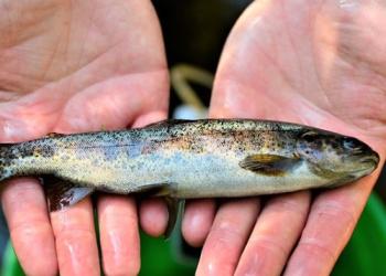 A small fish is seen being held in a person hands