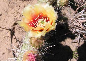 Flowering Cactus Carrizo Canyon