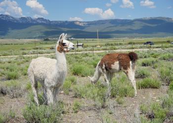 Leadville Llama Program_Wyatt&Junior 1