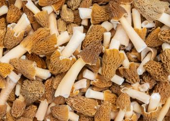 AdobeStock_429098241 pile of morels